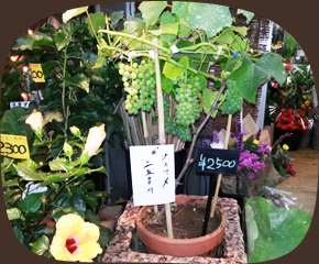 観葉植物2000円～3000円